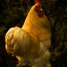 Proud Bantam